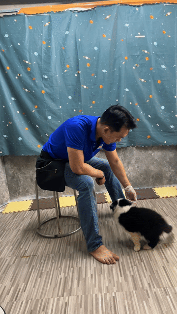 Chó Border Collie đen trắng , merley55 ngày. Mua bán Chó tại Quận Gò Vấp Tp Hồ Chí Minh được đăng bởi Vũ hình 1