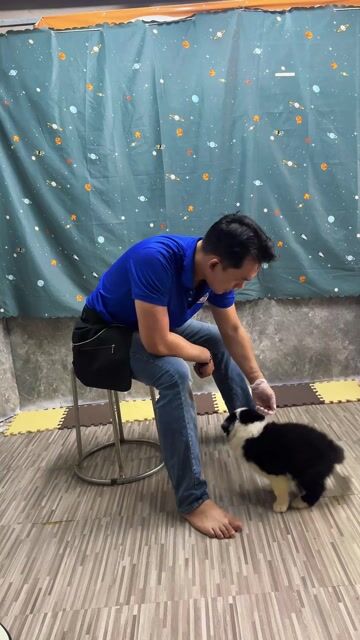 Chó Border Collie đen trắng , merley55 ngày. Mua bán Chó tại Quận Gò Vấp Tp Hồ Chí Minh được đăng bởi Vũ hình 1