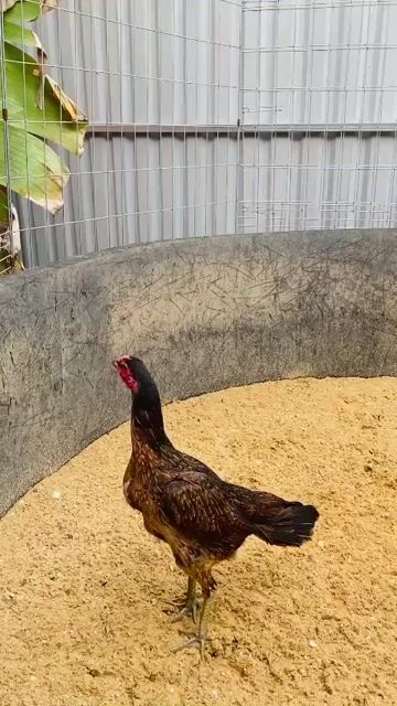 Gà đòn bịp mái chân xanh. Mua bán Gà tại Quận Bình Tân Tp Hồ Chí Minh được đăng bởi Thủy Châu hình 1