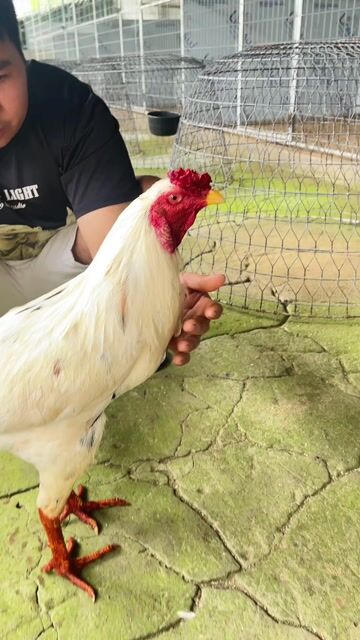 bướm úa thái mỷ 3 k3 tốc dộ bo lớn zề choi liền. Mua bán Gà tại Huyện Mỏ Cày Nam Bến Tre được đăng bởi Dương Văn Phi Hùng hình 1