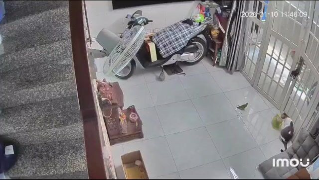 Chim kiểng Xanh lá Trưởng thành. Mua bán Chim tại Quận 7 Tp Hồ Chí Minh được đăng bởi ngô đạt hình 1