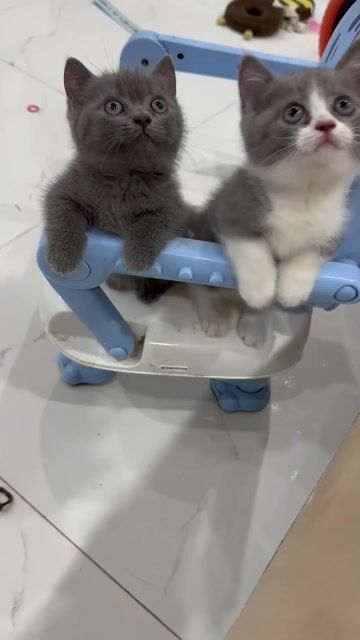 Mèo nhà Xám Trắng. Mua bán Mèo tại Quận Hoàng Mai Hà Nội được đăng bởi Tên chưa cung cấp hình 1