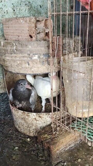 Chim bồ câu non Trắng, Xám. Mua bán Chim tại Quận Tân Bình Tp Hồ Chí Minh được đăng bởi Đỗ Tài Nhà Đẹp Tân Phú  hình 1