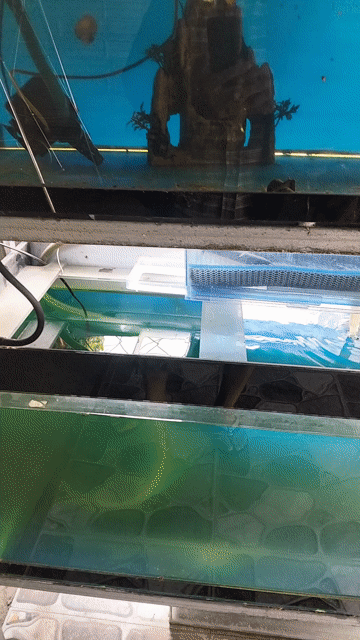 Bể cá cảnh kính 80x50×50. Mua bán Phụ kiện, Thức ăn, Dịch vụ tại Huyện Gò Dầu Tây Ninh được đăng bởi Duy Đại hình 1