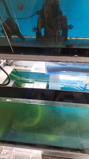 Bể cá cảnh kính 80x50×50. Mua bán Phụ kiện, Thức ăn, Dịch vụ tại Huyện Gò Dầu Tây Ninh được đăng bởi Duy Đại hình 1