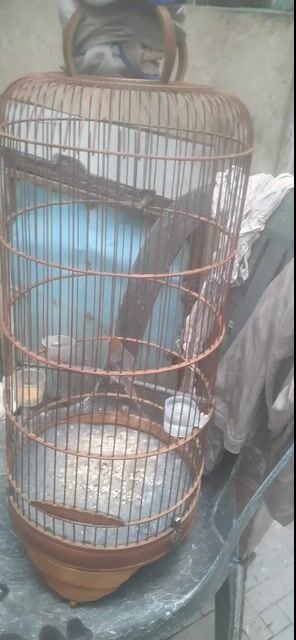 Chim cảnh ít hót kèm lồng chim. Mua bán Chim tại Quận Bình Thạnh Tp Hồ Chí Minh được đăng bởi ngoc tan hình 1