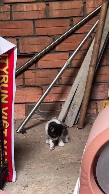 Mèo Anh lông Ngắn sọc dưa. Mua bán Mèo tại Huyện Hóc Môn Tp Hồ Chí Minh được đăng bởi Nguyen Thien Thanh hình 1