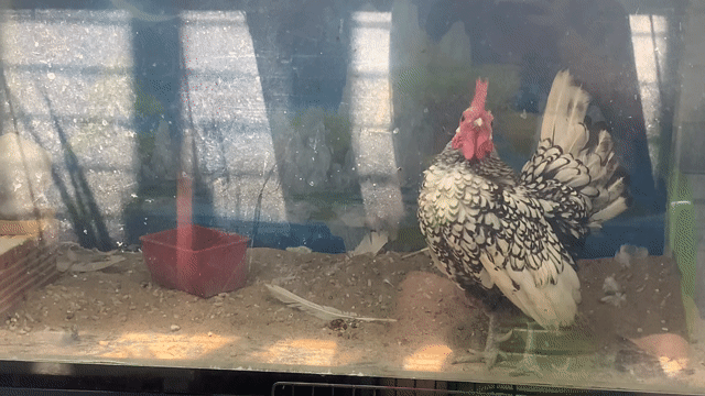 Gà vảy cá Trắng đen Khỏe mạnh. Mua bán Gà tại Quận 11 Tp Hồ Chí Minh được đăng bởi Tăng Gia Phong hình 1