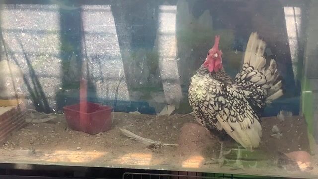 Gà vảy cá Trắng đen Khỏe mạnh. Mua bán Gà tại Quận 11 Tp Hồ Chí Minh được đăng bởi Tăng Gia Phong hình 1