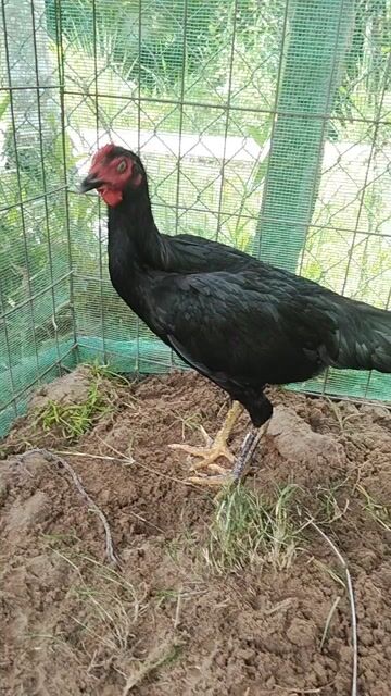 Gà Peru 1.8kg màu Đen. Mua bán Gà tại Quận Ô Môn Cần Thơ được đăng bởi ga đá base hình 1