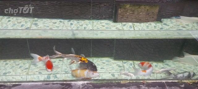 Bán toàn bộ cá cảnh như hình do đi công tác xa. Mua bán Thú cưng khác tại Thành phố Huế Thừa Thiên Huế được đăng bởi Pham Van Ngoc hình 1