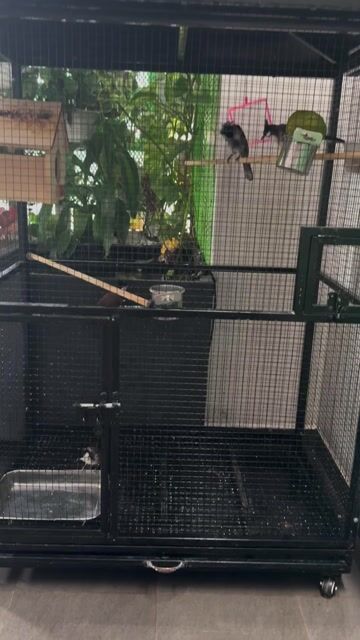 Chim chao mào khỏe mạnh phù hợp thi đấu. Mua bán Chim tại Quận Thanh Khê Đà Nẵng được đăng bởi hàng gia dụng hình 1