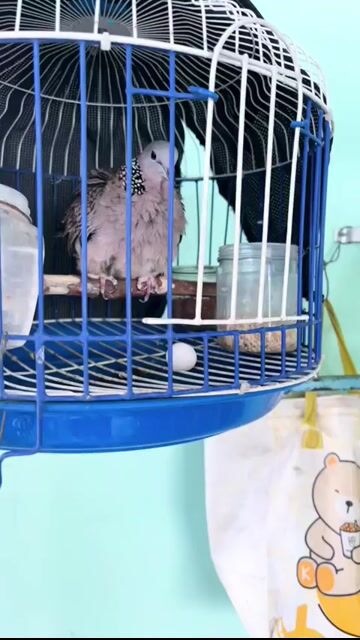 Chim cu gáy Cái Lai Mã Lai Xám. Mua bán Chim tại Thành phố Dĩ An Bình Dương được đăng bởi ku rồm hình 1