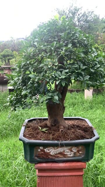Cây cảnh bonsai Chanh chơi bonsai, ăn trái. Mua bán Cây cảnh, đồ trang trí tại Thành phố Thủ Đức Tp Hồ Chí Minh được đăng bởi Bonsai Quang Châu  hình 1