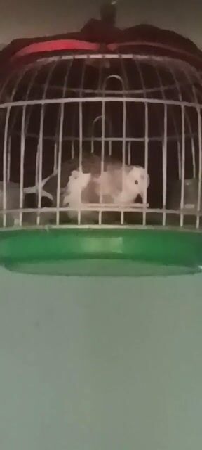 mái  thái vân rồng. Mua bán Chim tại Huyện Nhà Bè Tp Hồ Chí Minh được đăng bởi A Trọng hình 1