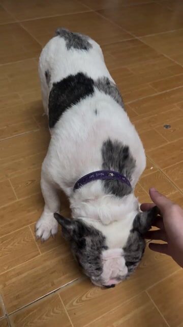 Chó Bull pháp bò sữa lilac. Mua bán Chó tại Quận Liên Chiểu Đà Nẵng được đăng bởi Ngô Đình Vũ hình 1