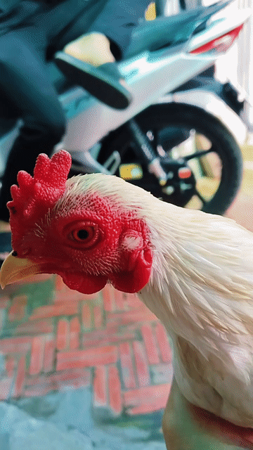 Gà Tre Trắng 7 tháng 4 lạng. Mua bán Gà tại Huyện Châu Phú An Giang được đăng bởi minh sang hình 1