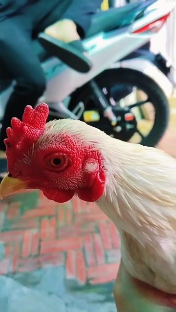 Gà Tre Trắng 7 tháng 4 lạng. Mua bán Gà tại Huyện Châu Phú An Giang được đăng bởi minh sang hình 1