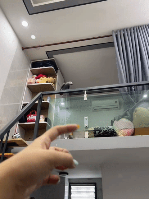 Vẹt Xám 5-6 tháng tuổi Đa sắc. Mua bán Chim tại Quận Ninh Kiều Cần Thơ được đăng bởi Bin Bin hình 1