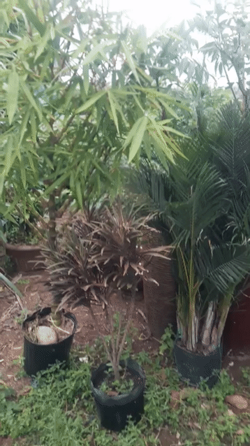 Cây cảnh Trúc Quan Âm cao 2m. Mua bán Cây cảnh, đồ trang trí tại Huyện Nhà Bè Tp Hồ Chí Minh được đăng bởi Mai Thủy  hình 1