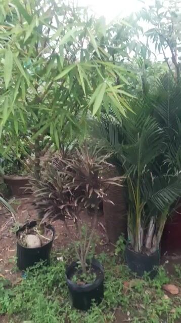 Cây cảnh Trúc Quan Âm cao 2m. Mua bán Cây cảnh, đồ trang trí tại Huyện Nhà Bè Tp Hồ Chí Minh được đăng bởi Mai Thủy  hình 1