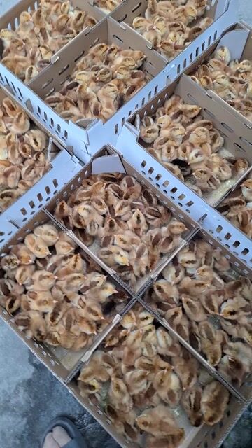 Gà giống Vàng Khỏe mạnh. Mua bán Gà tại Quận 12 Tp Hồ Chí Minh được đăng bởi Lê Thị Hảo hình 1