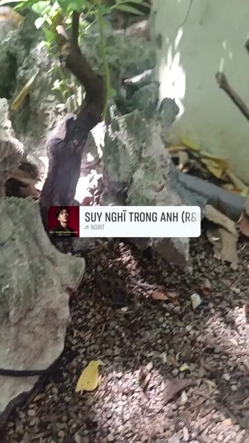 Cây cảnh Muội hồng Ninh Bình đá trang trí. Mua bán Cây cảnh, đồ trang trí tại Huyện Bình Chánh Tp Hồ Chí Minh được đăng bởi  Le Hoang Anh hình 1