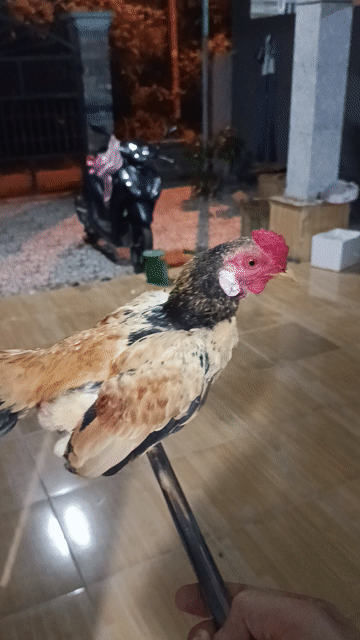 Gà Tre Bắc cộc 550g màu vàng . Mua bán Gà tại Huyện Củ Chi Tp Hồ Chí Minh được đăng bởi Nguyễn Văn Hợi  hình 1
