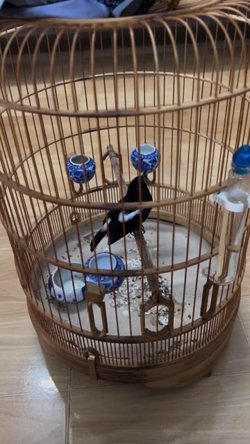 Chim đất 3 mùa KTL.luôn lồng. Mua bán Chim tại Huyện Hóc Môn Tp Hồ Chí Minh được đăng bởi Nguyen tuấn hình 1