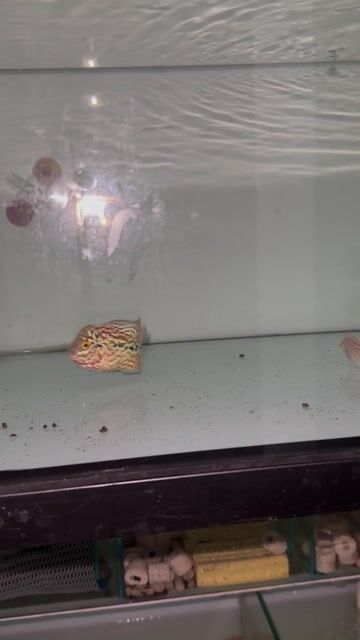 Cá La Hán Kamfa F2 gen GB size ngón cái. Mua bán Thú cưng khác tại Quận 8 Tp Hồ Chí Minh được đăng bởi Thắng hình 1