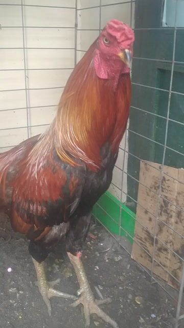 xanh 3.6kg rớt được gần tuần để ae cần nọc. Mua bán Gà tại Quận 12 Tp Hồ Chí Minh được đăng bởi Quốc cường hình 1