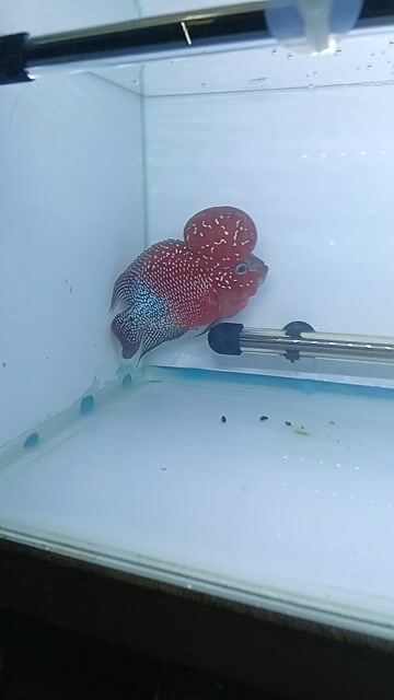 Cá La Hán Đỏ. Mua bán Thú cưng khác tại Quận 5 Tp Hồ Chí Minh được đăng bởi Văn Tâm hình 1