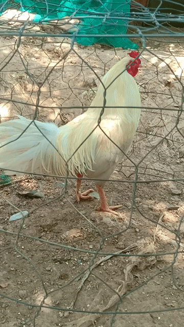 Gà chọi Thái Mỹ 2.9kg Đực. Mua bán Gà tại Huyện Tam Nông Đồng Tháp được đăng bởi gà đá đt 66 hình 1