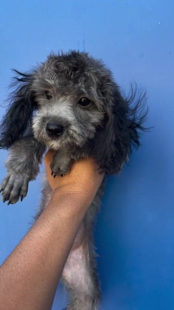 poodle xám. Mua bán Chó tại Huyện Châu Thành Tây Ninh được đăng bởi Linh hình 1