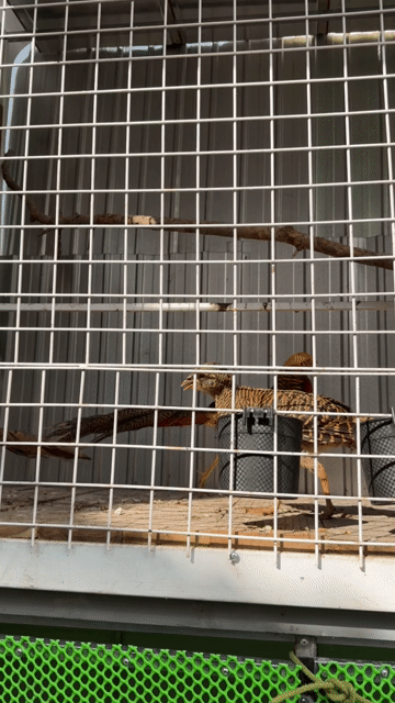 Chim Trĩ 7 màu sinh sản. Mua bán Chim tại Thành phố Hà Tiên Kiên Giang được đăng bởi Huỳnh Dương hình 1