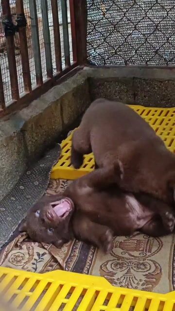 Chó Mông cộc Đực, Cái Nâu. Mua bán Chó tại Quận Long Biên Hà Nội được đăng bởi Trại Chó Mông Cộc Khoái Châu hình 1