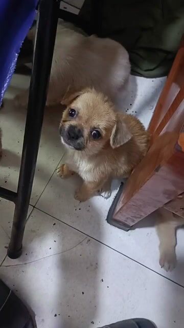 Chó Chihuahua con Nâu. Mua bán Chó tại Huyện Nhà Bè Tp Hồ Chí Minh được đăng bởi Đỗ Xuân hình 1