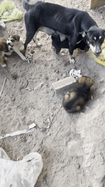 Chó con giống nhỏ trống 2 tháng đã tiêm. Mua bán Chó tại Huyện Trảng Bom Đồng Nai được đăng bởi nam hình 1