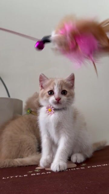 ald x aln cáip. Mua bán Mèo tại Quận 7 Tp Hồ Chí Minh được đăng bởi Đại Lý  hình 1