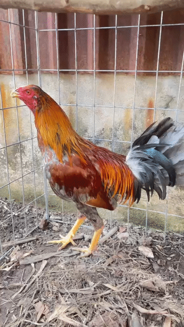 Gà chọi đực. Mua bán Gà tại Huyện Củ Chi Tp Hồ Chí Minh được đăng bởi Cà pháo  hình 1