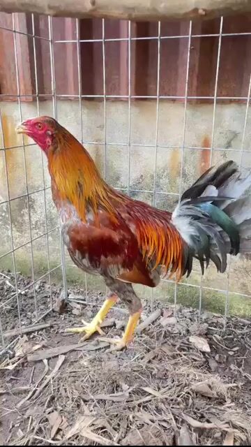Gà chọi đực. Mua bán Gà tại Huyện Củ Chi Tp Hồ Chí Minh được đăng bởi Cà pháo  hình 1