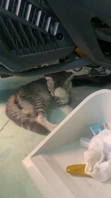 Mèo lông ngắn Tabby Xám trắng. Mua bán Mèo tại Huyện Hóc Môn Tp Hồ Chí Minh được đăng bởi Him hình 1