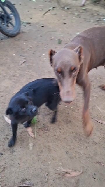 giao lưu thể loại khác. Mua bán Chó tại Quận 10 Tp Hồ Chí Minh được đăng bởi Ngan hình 1