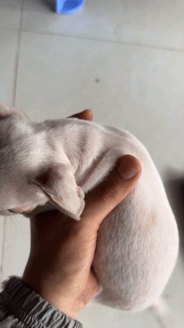 Chó Chihuahua Cái Trắng 3 tháng 500g. Mua bán Chó tại Thành phố Cà Mau Cà Mau được đăng bởi kyle Đoàn hình 1