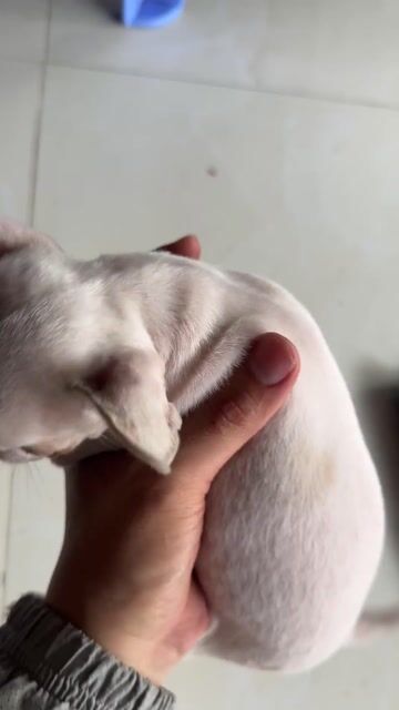 Chó Chihuahua Cái Trắng 3 tháng 500g. Mua bán Chó tại Thành phố Cà Mau Cà Mau được đăng bởi kyle Đoàn hình 1