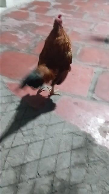 Cặp tre Bắc trưởng thành. Mua bán Gà tại Huyện Châu Thành Bến Tre được đăng bởi Hoàng Hải hình 1