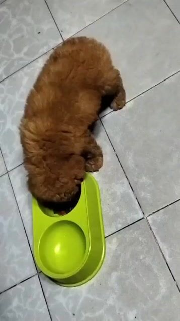 k.có thời gian nuôi nên dể.lại,la bé gái dc 3thang. Mua bán Chó tại Quận 7 Tp Hồ Chí Minh được đăng bởi Hiếu hình 1