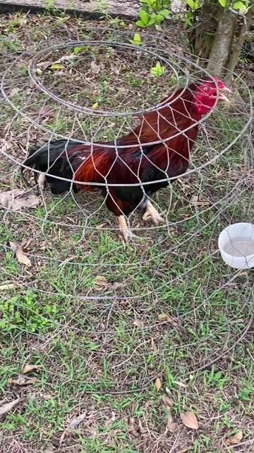 việt 3k5 tay trái banh. Mua bán Gà tại Huyện Châu Đức Bà Rịa - Vũng Tàu được đăng bởi Việt Mỹ  hình 1