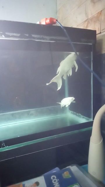 Cá cảnh Cá phi tần Trắng. Mua bán Thú cưng khác tại Quận Hải Châu Đà Nẵng được đăng bởi Nguyên  hình 1