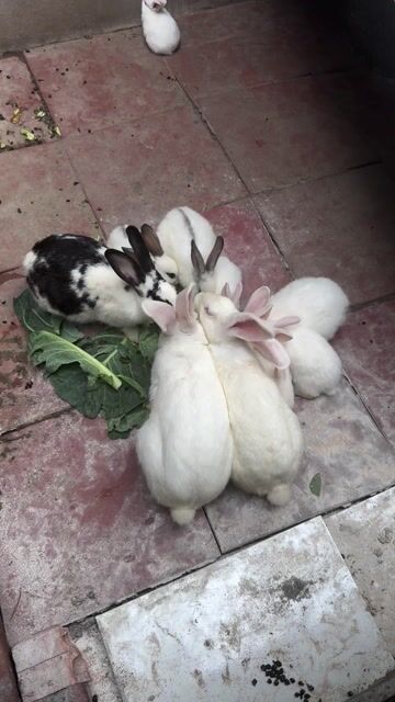 Thỏ cảnh. Mua bán Thú cưng khác tại Quận Hà Đông Hà Nội được đăng bởi Hà Hưng hình 1